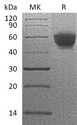 BL-1995NP: Greater than 95% as determined by reducing SDS-PAGE. (QC verified)