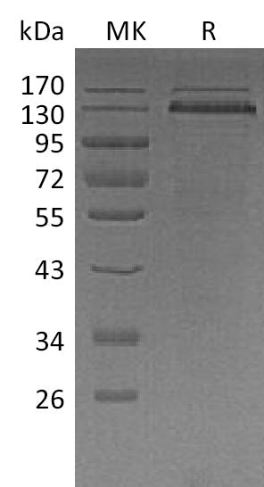 BL-1996NP: Greater than 85% as determined by reducing SDS-PAGE. (QC verified)