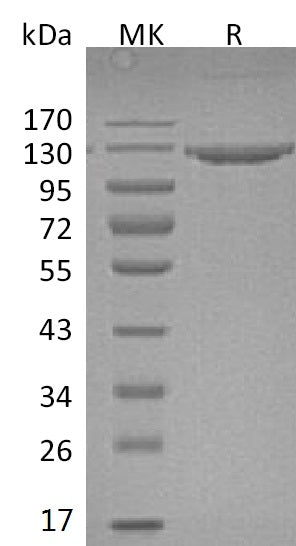 BL-0190NP: Greater than 95% as determined by reducing SDS-PAGE. (QC verified)