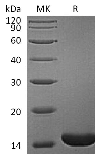 BL-1946NP: Greater than 95% as determined by reducing SDS-PAGE. (QC verified)