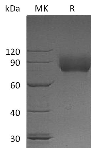 BL-1246NP: Greater than 95% as determined by reducing SDS-PAGE. (QC verified)