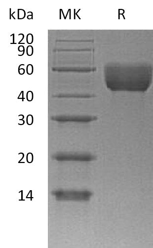 BL-1090NP: Greater than 90% as determined by reducing SDS-PAGE. (QC verified)