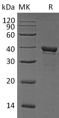 BL-0290NP: Greater than 90% as determined by reducing SDS-PAGE. (QC verified)