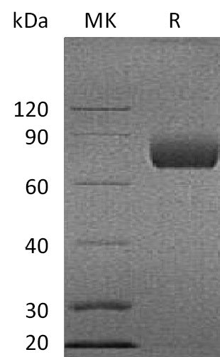 BL-0167NP: Greater than 95% as determined by reducing SDS-PAGE. (QC verified)