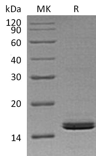 BL-1947NP: Greater than 95% as determined by reducing SDS-PAGE. (QC verified)