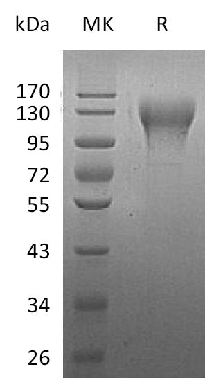 BL-1086NP: Greater than 90% as determined by reducing SDS-PAGE. (QC verified)