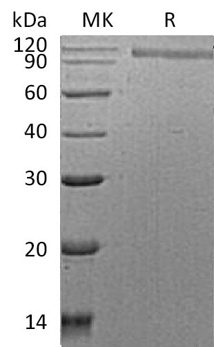 BL-1088NP: Greater than 90% as determined by reducing SDS-PAGE. (QC verified)