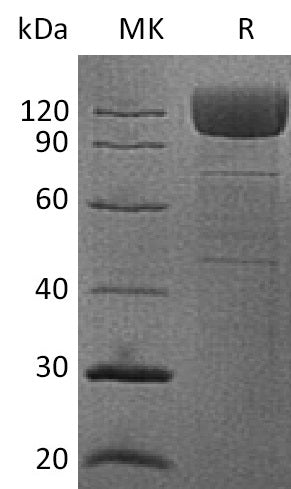 BL-0171NP: Greater than 90% as determined by reducing SDS-PAGE. (QC verified)