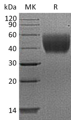 BL-2101NP: Greater than 95% as determined by reducing SDS-PAGE. (QC verified)