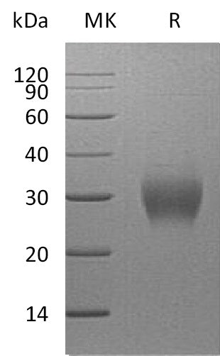 BL-2257NP: Greater than 95% as determined by reducing SDS-PAGE. (QC verified)