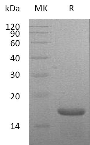 BL-1098NP: Greater than 95% as determined by reducing SDS-PAGE. (QC verified)