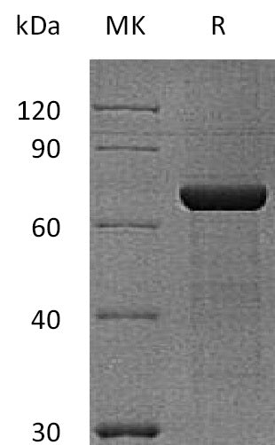 BL-1953NP: Greater than 95% as determined by reducing SDS-PAGE. (QC verified)