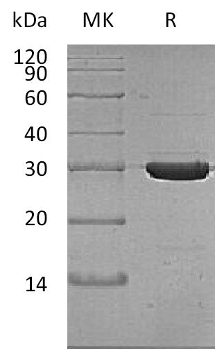 BL-1637NP: Greater than 95% as determined by reducing SDS-PAGE. (QC verified)