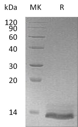 BL-1097NP: Greater than 95% as determined by reducing SDS-PAGE. (QC verified)