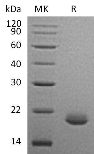 BL-1955NP: Greater than 95% as determined by reducing SDS-PAGE.