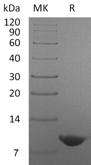 BL-1960NP: Greater than 95% as determined by reducing SDS-PAGE. (QC verified)