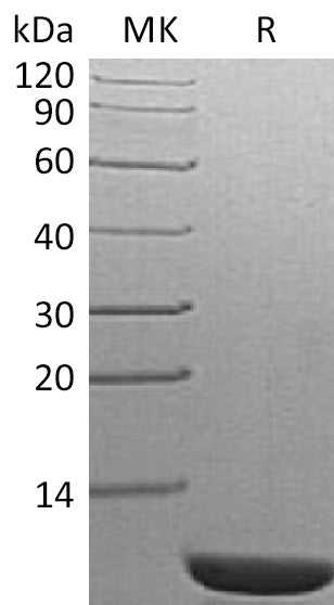 BL-1961NP: Greater than 95% as determined by reducing SDS-PAGE. (QC verified)