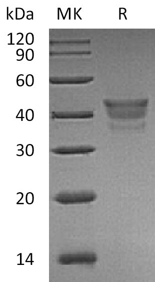 BL-2085NP: Greater than 95% as determined by reducing SDS-PAGE. (QC verified)