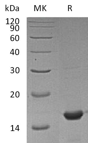 BL-2084NP: Greater than 95% as determined by reducing SDS-PAGE. (QC verified)