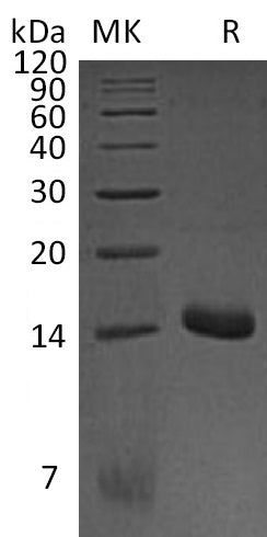 BL-1099NP: Greater than 95% as determined by reducing SDS-PAGE. (QC verified)