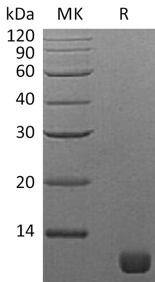 BL-1962NP: Greater than 95% as determined by reducing SDS-PAGE. (QC verified)