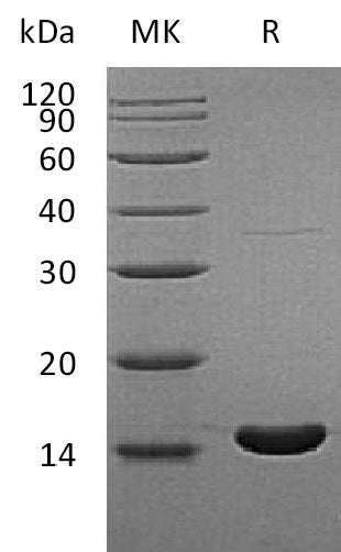 BL-1958NP: Greater than 95% as determined by reducing SDS-PAGE. (QC verified)