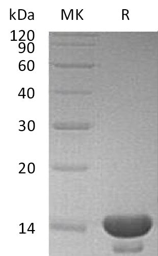 BL-1957NP: Greater than 95% as determined by reducing SDS-PAGE. (QC verified)