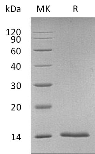 BL-1963NP: Greater than 95% as determined by reducing SDS-PAGE. (QC verified)