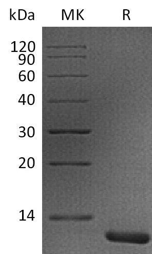 BL-1964NP: Greater than 95% as determined by reducing SDS-PAGE. (QC verified)