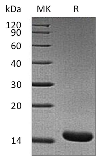 BL-1969NP: Greater than 95% as determined by reducing SDS-PAGE. (QC verified)