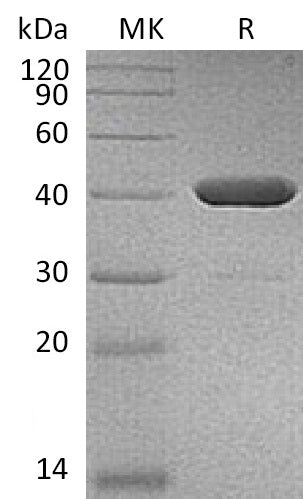 BL-1640NP: Greater than 95% as determined by reducing SDS-PAGE. (QC verified)