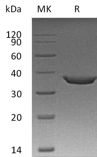 BL-2086NP: Greater than 95% as determined by reducing SDS-PAGE. (QC verified)