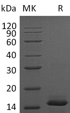 BL-0283NP: Greater than 95% as determined by reducing SDS-PAGE. (QC verified)