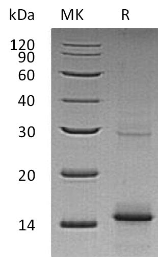 BL-1968NP: Greater than 95% as determined by reducing SDS-PAGE. (QC verified)