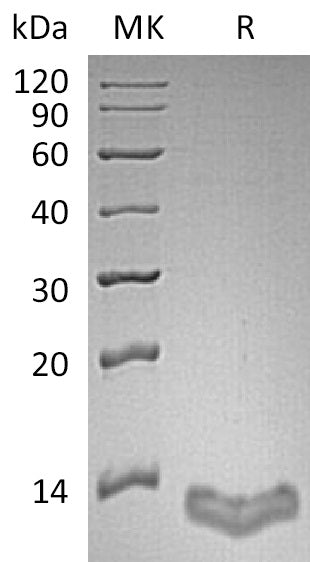 BL-1965NP: Greater than 95% as determined by reducing SDS-PAGE. (QC verified)