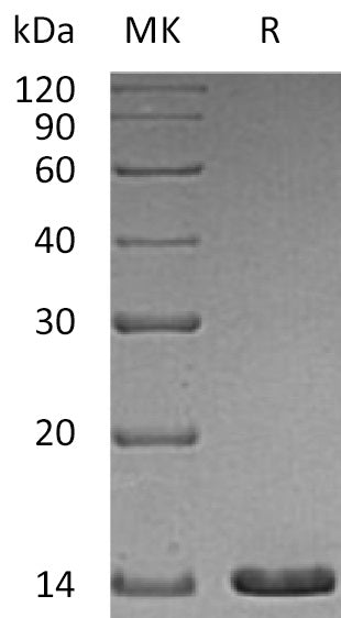 BL-1966NP: Greater than 95% as determined by reducing SDS-PAGE. (QC verified)