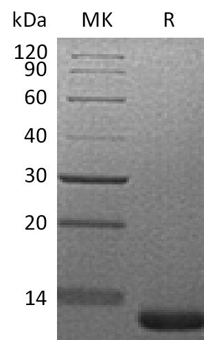 BL-1104NP: Greater than 95% as determined by reducing SDS-PAGE. (QC verified)