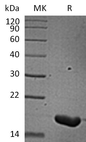 BL-2103NP: Greater than 95% as determined by reducing SDS-PAGE. (QC verified)