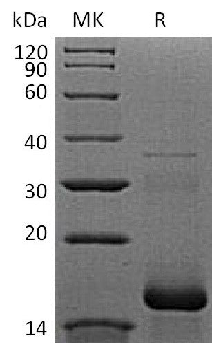 BL-2261NP: Greater than 90% as determined by reducing SDS-PAGE. (QC verified)