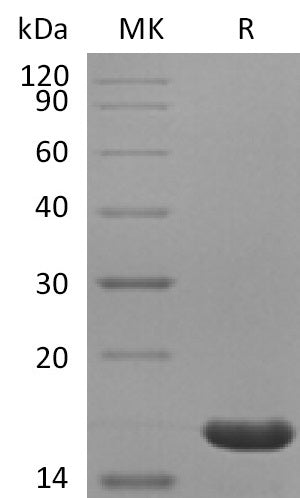 BL-2105NP: Greater than 95% as determined by reducing SDS-PAGE. (QC verified)