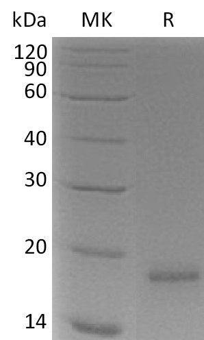 BL-2260NP: Greater than 95% as determined by reducing SDS-PAGE. (QC verified)