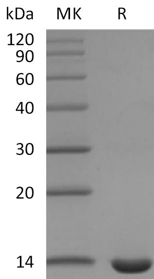 BL-2881NP: Greater than 95% as determined by reducing SDS-PAGE. (QC verified)