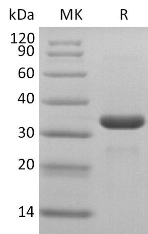 BL-2501NP: Greater than 95% as determined by reducing SDS-PAGE. (QC verified)