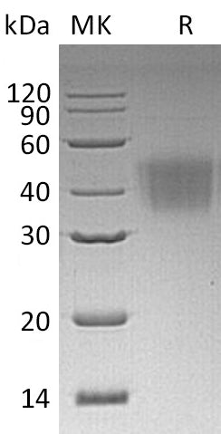 BL-0326NP: Greater than 95% as determined by reducing SDS-PAGE. (QC verified)