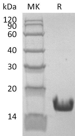 BL-2910NP: Greater than 95% as determined by reducing SDS-PAGE. (QC verified)