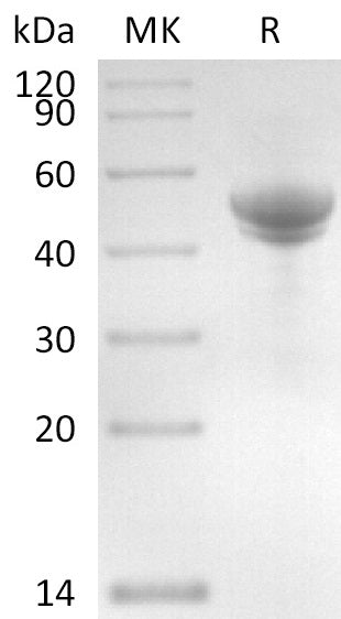 BL-2904NP: Greater than 95% as determined by reducing SDS-PAGE. (QC verified)