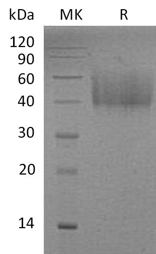 BL-1110NP: Greater than 95% as determined by reducing SDS-PAGE. (QC verified)