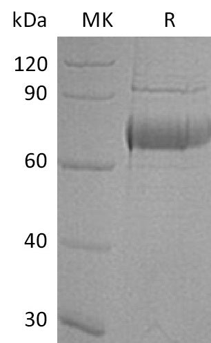 BL-1972NP: Greater than 80% as determined by reducing SDS-PAGE. (QC verified)