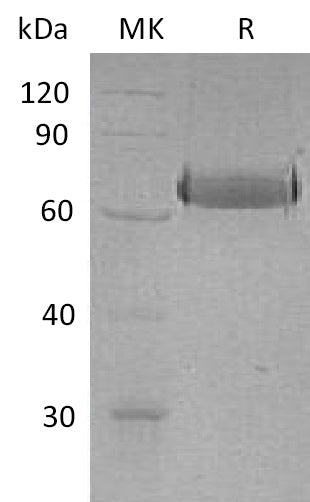 BL-1247NP: Greater than 95% as determined by reducing SDS-PAGE. (QC verified)