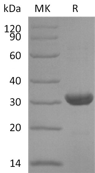 BL-2912NP: Greater than 95% as determined by reducing SDS-PAGE. (QC verified)